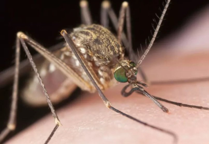 Detectan casos de leishmaniasis en Corrientes y advierten para evitar la propagación - Detectan casos de leishmaniasis en Corrientes y advierten para evitar la propagación