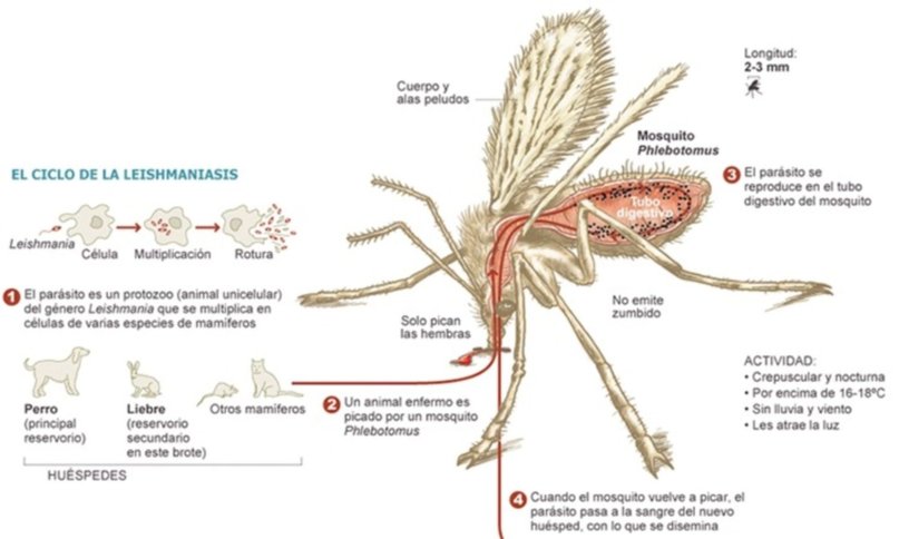 Detectan casos de leishmaniasis en Corrientes y advierten para evitar la propagación 