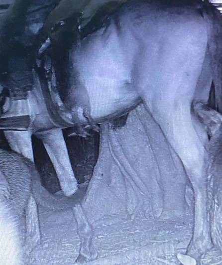 Cazador furtivo cargando fauna silvestre muerta.