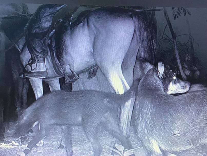 Imágenes tomadas por una cámara trampa en la reserva