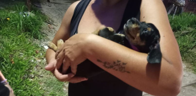 Incendio en Corrientes: bomberos rescataron y reanimaron a un perro