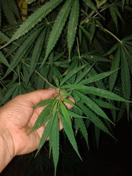 Corrientes: mientras se investigaba un robo, encontraron una plantación de marihuana