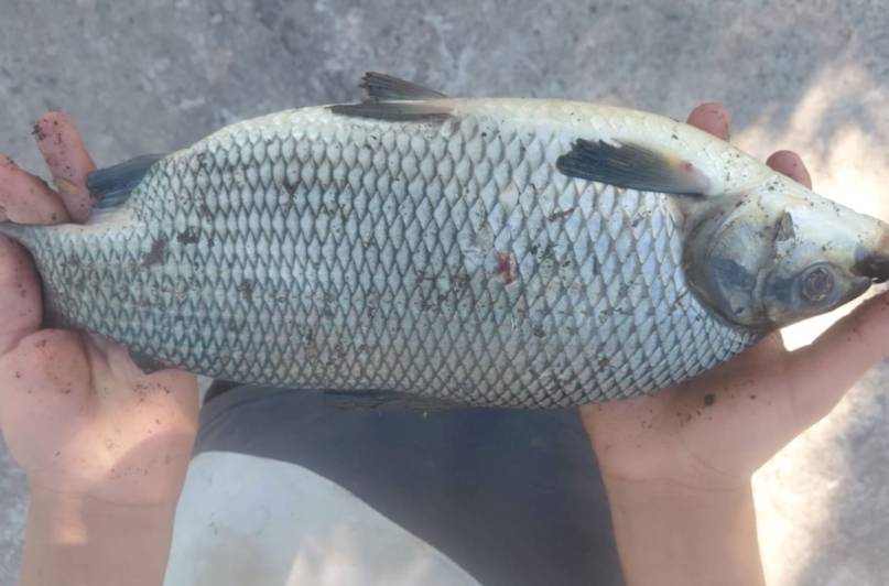1769732436657 Tras la inundación en San Roque apareció gran mortandad de peces en el río Santa Lucía