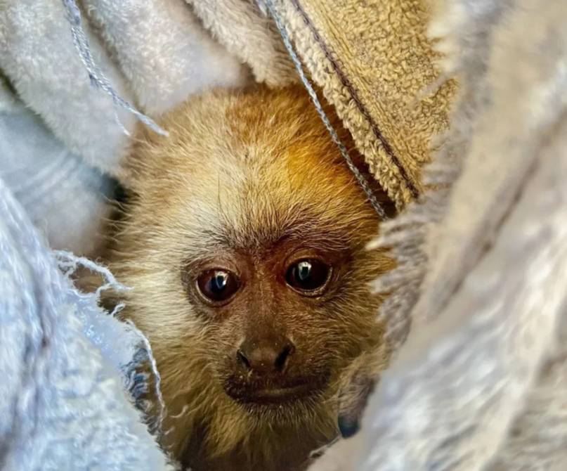 Dos crías huérfanas de mono carayá se preparan para volver a su hábitat natural