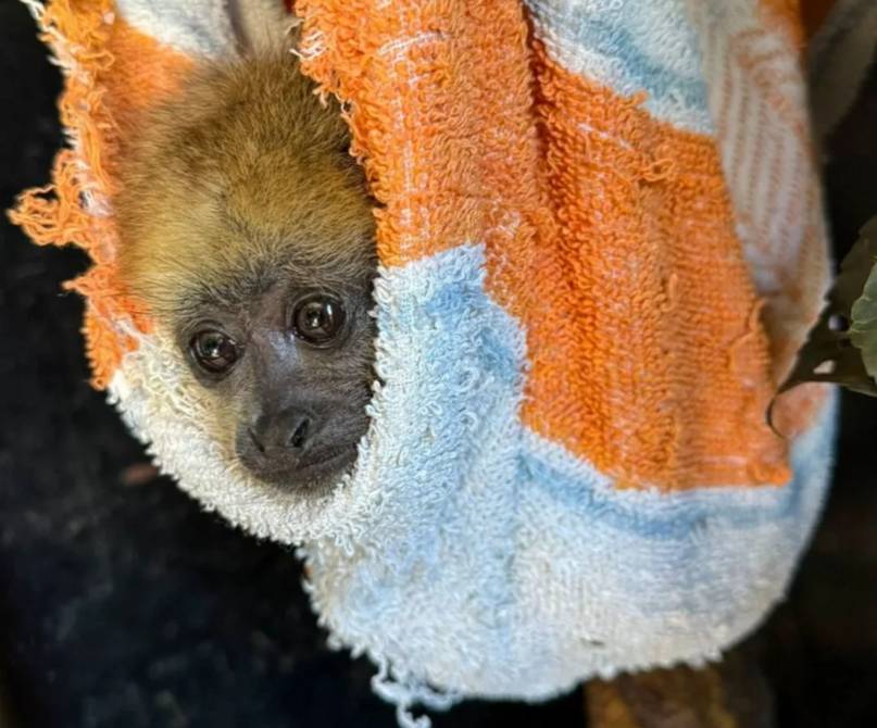 Dos crías huérfanas de mono carayá se preparan para volver a su hábitat natural