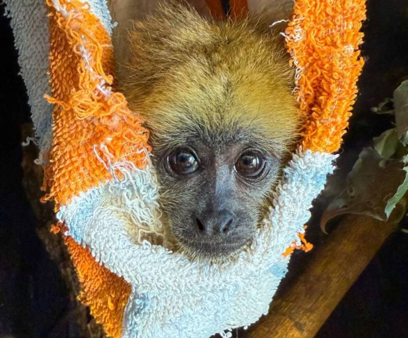 Dos crías huérfanas de mono carayá se preparan para volver a su hábitat natural