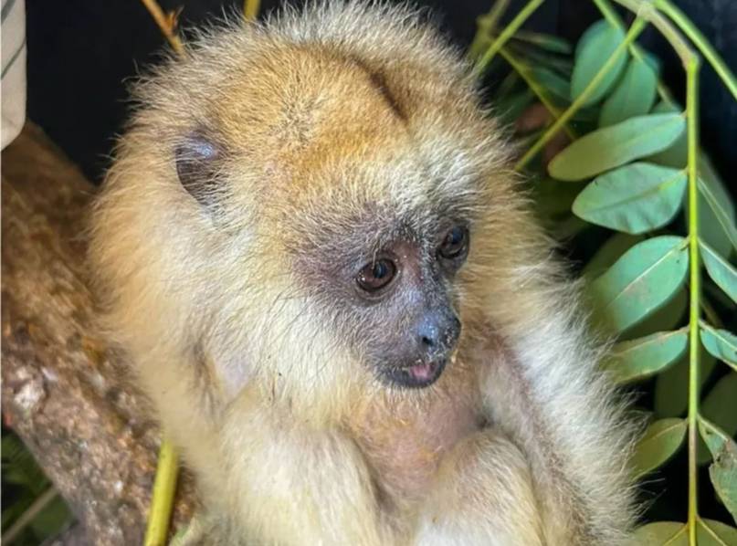 Dos crías huérfanas de mono carayá se preparan para volver a su hábitat natural