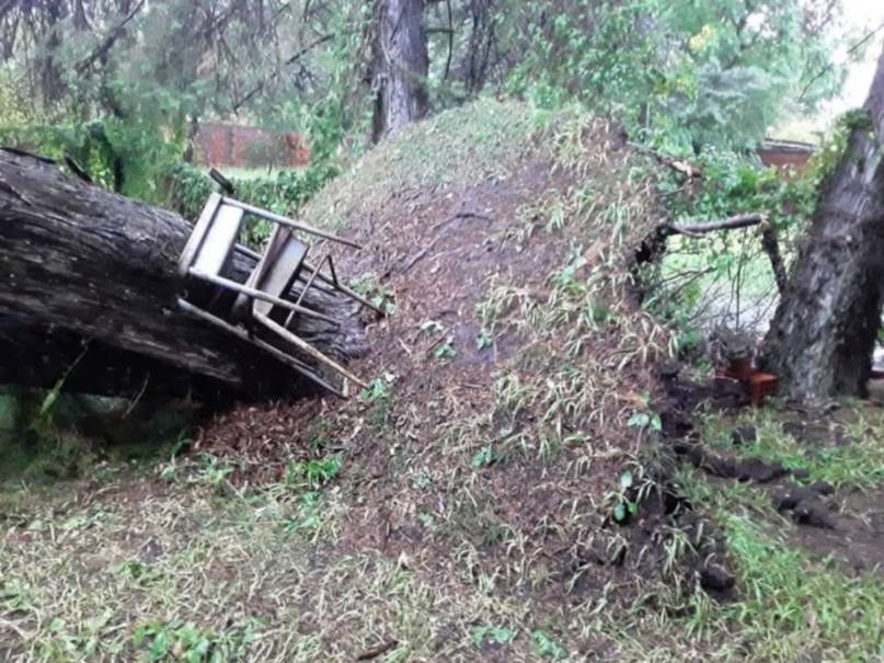 Temporal en Monte Caseros: voló el techo de un club y cayó un árbol en una parroquia