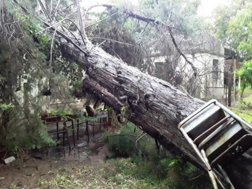 Temporal en Monte Caseros: voló el techo de un club y cayó un árbol en una parroquia