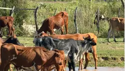 Empezaron a morir por falta de alimento los animales rescatados de una mafia en Corrientes