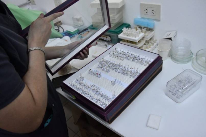 1773149224115 La Unne descubrió en Corrientes una nueva especie de mosquito