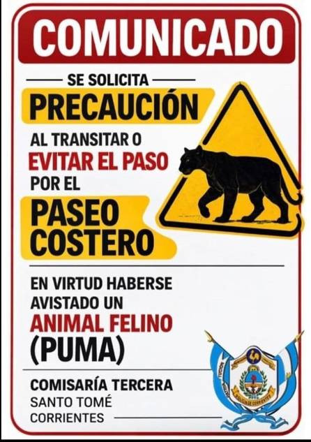 Corrientes: alerta en Santo Tomé por el avistamiento de un puma