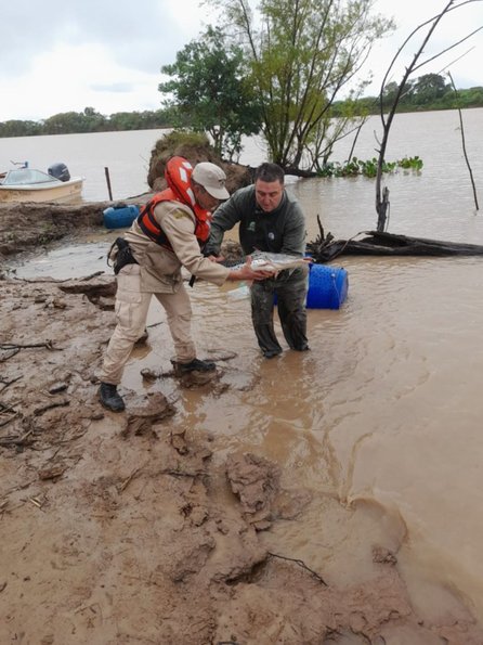 Secuestran unos 600 kilos de pescado en un operativo en Corrientes, Entre Ríos y Santa Fe- Secuestran unos 600 kilos de pescado en un operativo en Corrientes, Entre Ríos y Santa Fe