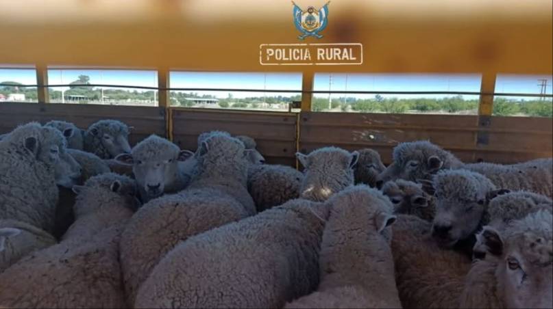Un camión de transporte de animales fue secuestrado con 180 ovejas