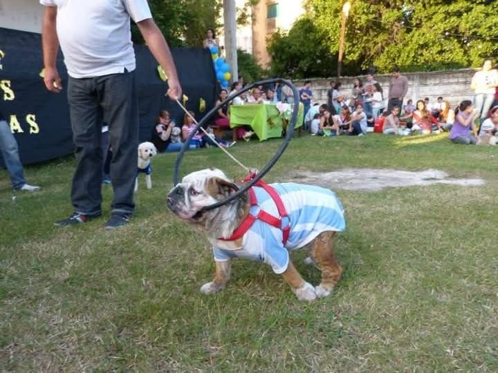 Vuelve la fiesta de las mascotas a Corrientes: habrá desafíos, desfile y bendición- Vuelve la fiesta de las mascotas a Corrientes: habrá desafíos, desfile y bendición