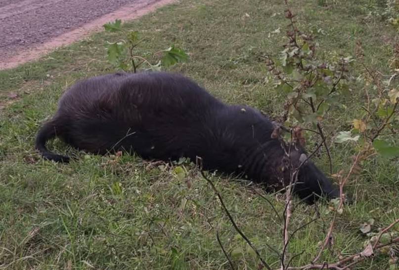 Tres búfalos y un caballo aparecieron muertos a la vera de una ruta de manera misteriosa