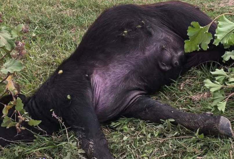 Tres búfalos y un caballo aparecieron muertos a la vera de una ruta de manera misteriosa