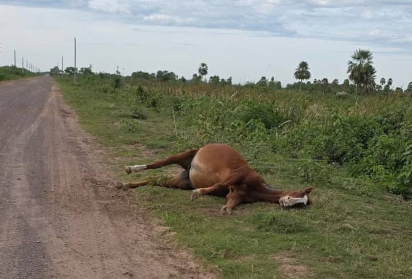 Tres búfalos y un caballo aparecieron muertos a la vera de una ruta de manera misteriosa