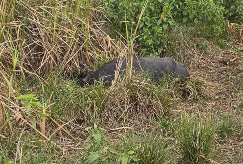 Tres búfalos y un caballo aparecieron muertos a la vera de una ruta de manera misteriosa 