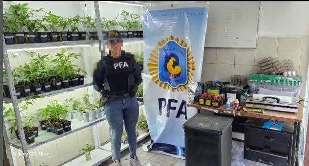 Incautaron cultivos de marihuana y equipamiento valuado en más de $800 millones