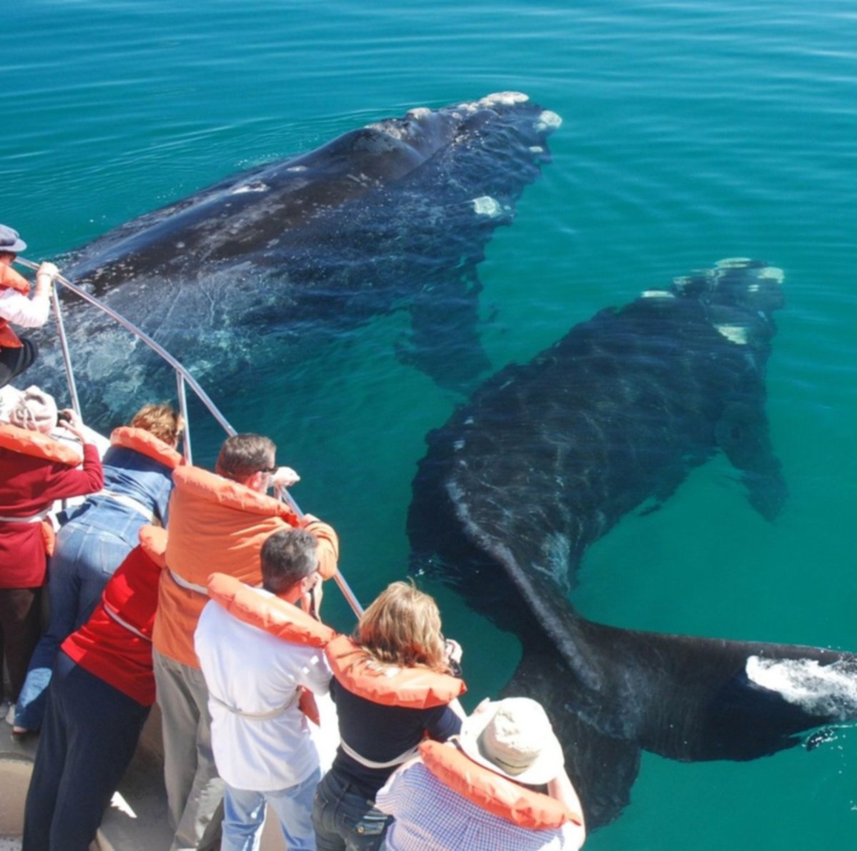 Junio: fines de semanas largos para ver ballenas en Puerto Madryn | El  Litoral