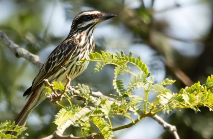 Alistan un encuentro de avistaje de aves en la Reserva Santa Catalina: cómo inscribirse 