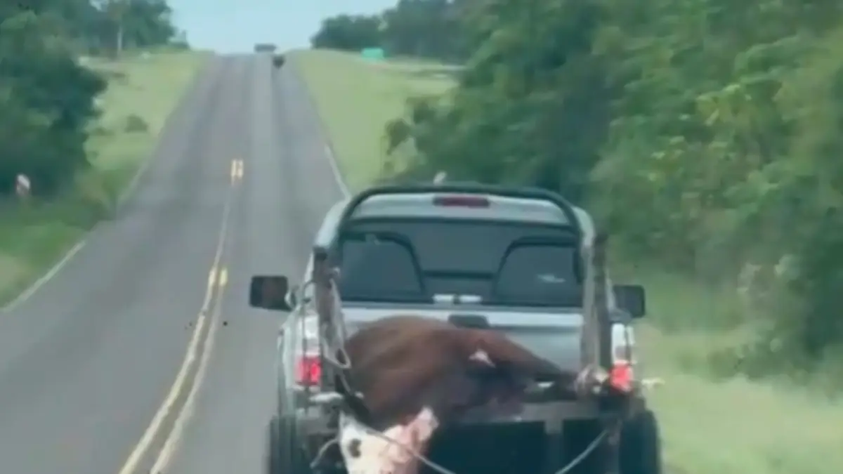 Llevaba un vacuno faenado por Ruta 12 y terminó en la Comisaría Llevaba un vacuno faenado por Ruta 12 y terminó en la Comisaría