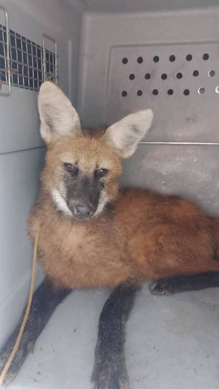 Apareció un aguará guazú en una playa de Corrientes