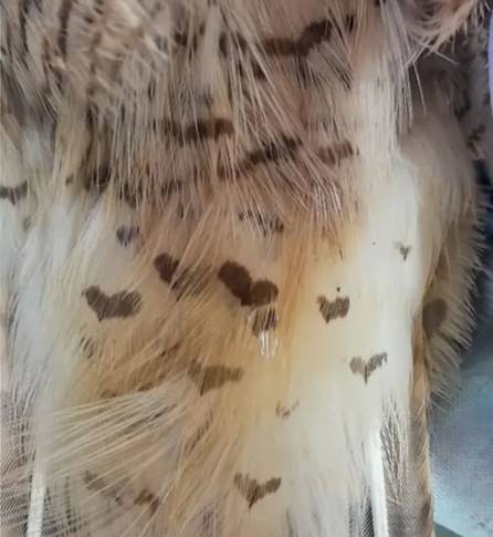 Kora, un Taguató rescatado de la cautividad vuelve a volar en libertad
