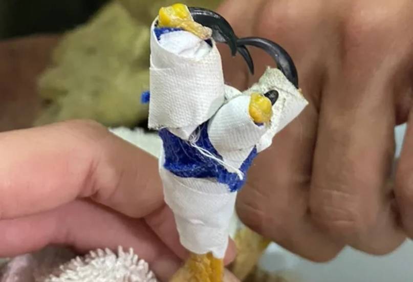Kora, un Taguató rescatado de la cautividad vuelve a volar en libertad