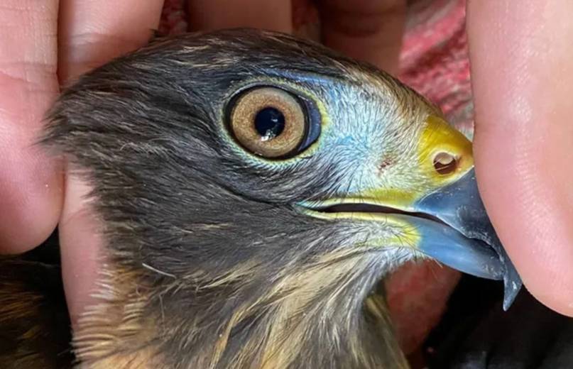Kora, un Taguató rescatado de la cautividad vuelve a volar en libertad