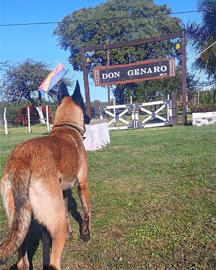 Quién es Cairo, el perro correntino que busca, rescata y brilla en Latinoamérica - Quién es Cairo, el perro correntino que busca, rescata y brilla en Latinoamérica
