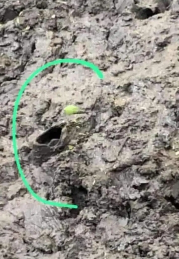 Desaparición enigmática: policías, bomberos y todo un pueblo buscan a un niño de 5 años