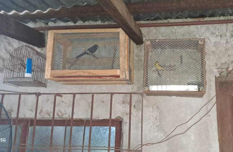 Rescataron casi 50 aves exóticas y autóctonas victimas de cautiverio en Corrientes