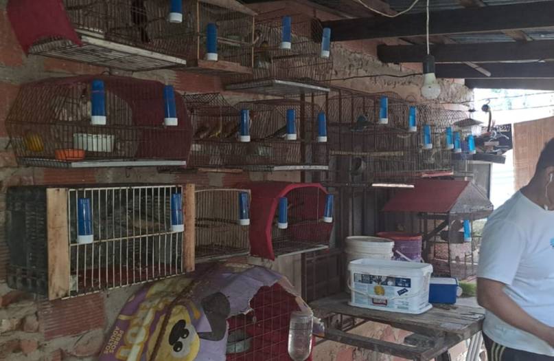 Rescataron casi 50 aves exóticas y autóctonas victimas de cautiverio en Corrientes