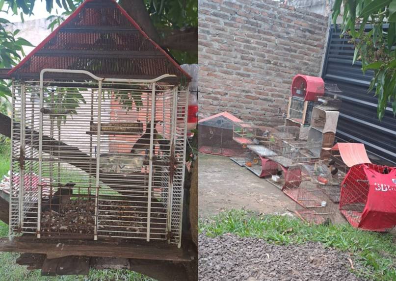 Rescataron casi 50 aves exóticas y autóctonas victimas de cautiverio en Corrientes