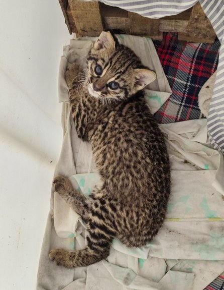 Francesco, el gato montés que fue rehabilitado y liberado tras sobrevivir a un incendio- Francesco, el gato montés que fue rehabilitado y liberado tras sobrevivir a un incendio