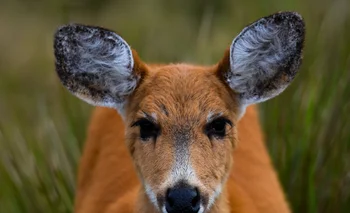 Presentaron un libro con paisajes y especies del monte chaqueño