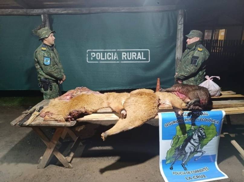 Cazadores mataron a un ciervo de los pantanos, monumento natural de Corrientes