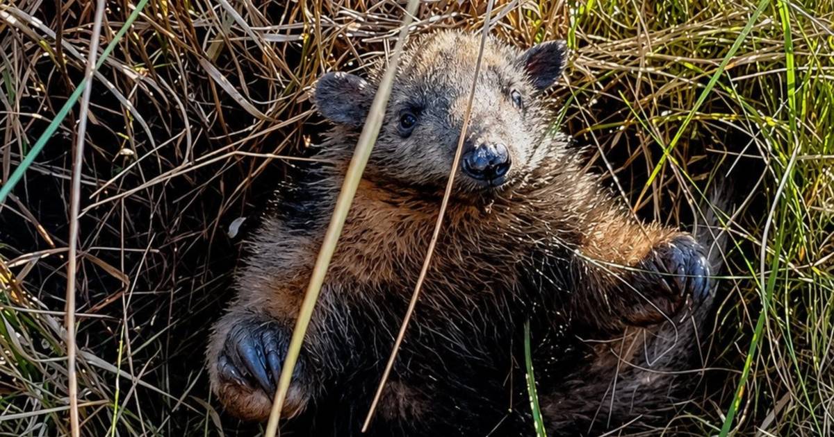 Una cría de oso hormiguero gigante fue vista en una zona inédita en Corrientes