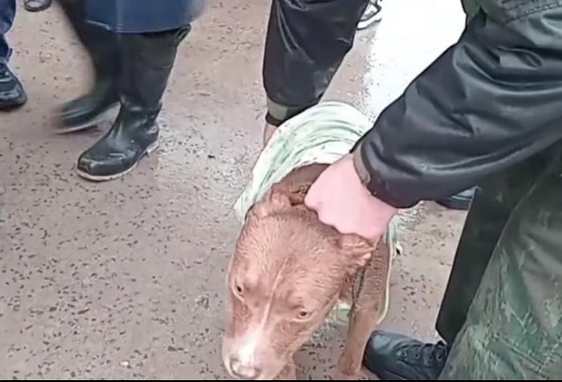En plena lluvia rescataron 15 animales por crueldad animal en Goya
