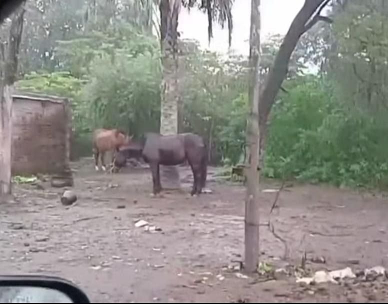 En plena lluvia rescataron 15 animales por crueldad animal en Goya