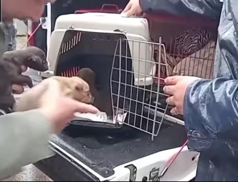 En plena lluvia rescataron 15 animales por crueldad animal en Goya