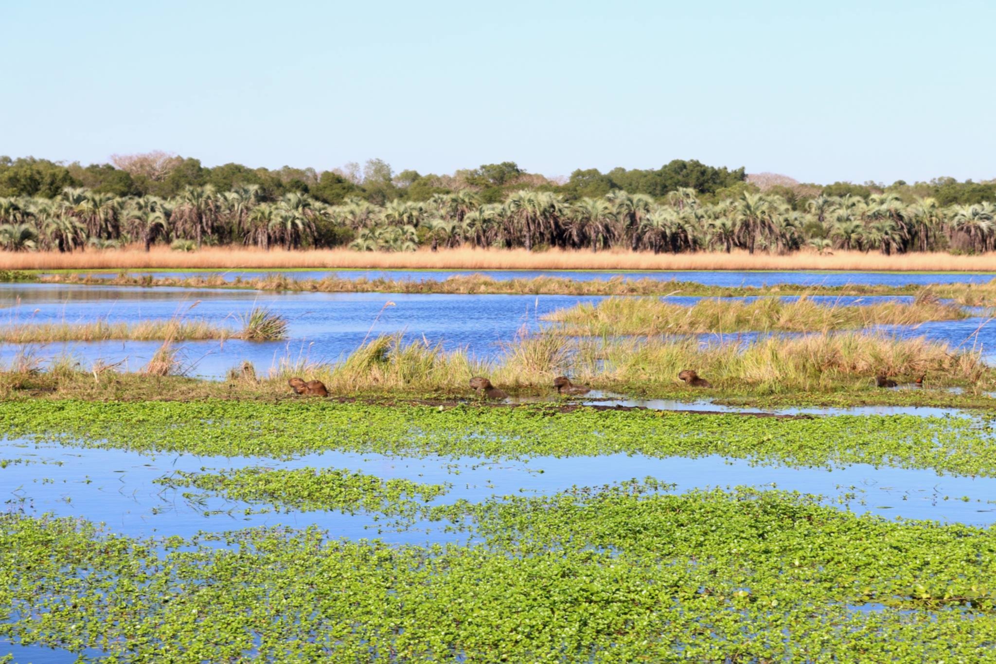 Parque Nacional Mburucuyá: trabaja en un protocolo para cuando pueda  reabrir | El Litoral