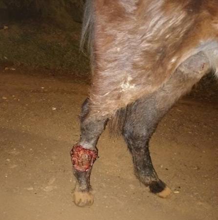 Maltrato animal: un hombre abandonó un caballo herido en plena calle 