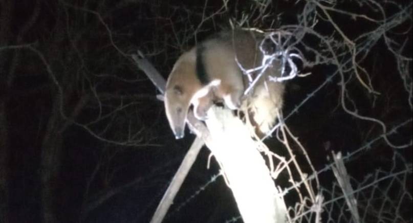 Rescataron a un oso melero que quedó atrapado en un alambrado perimetral