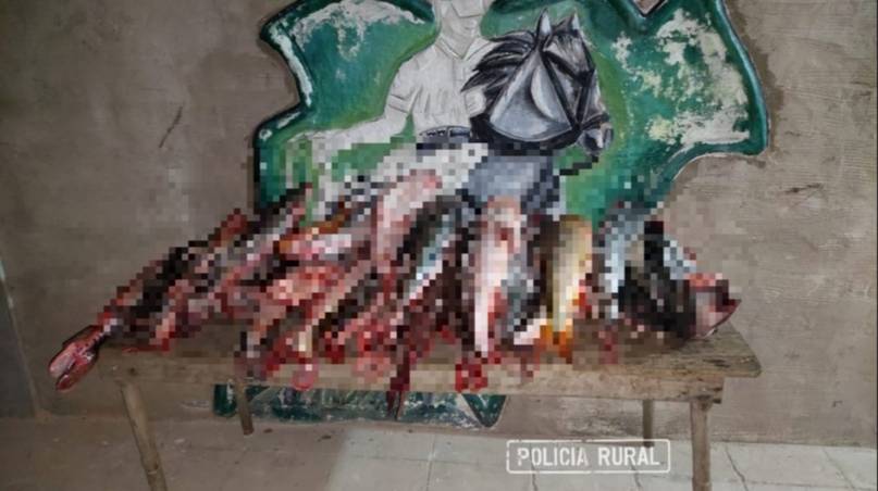 San Roque: incautaron más de 100 kilos de surubíes y dorados en bolsas negras