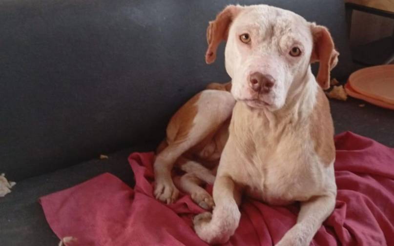 Santita: su dueño abusaba de ella y ahora necesita $190.000 para tratar un tumor
