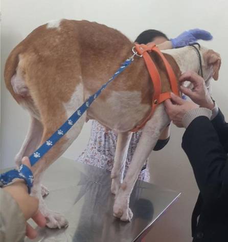 Santita: su dueño abusaba de ella y ahora necesita $190.000 para tratar un tumor