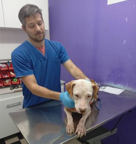 Santita: su dueño abusaba de ella y ahora necesita $190.000 para tratar un tumor